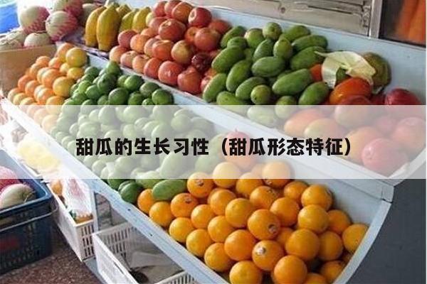 甜瓜的生长习性（甜瓜形态特征）