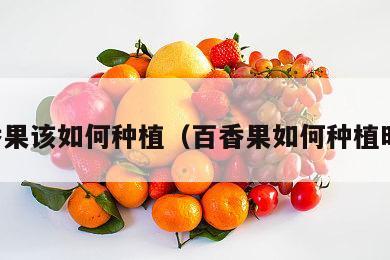 百香果该如何种植（百香果如何种植时间）