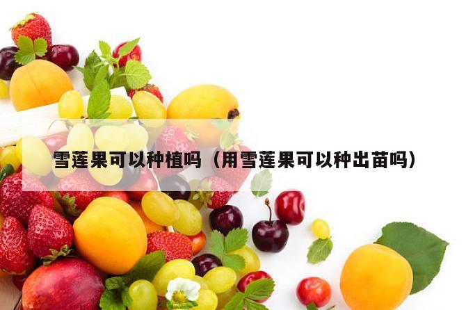 雪莲果可以种植吗（用雪莲果可以种出苗吗）