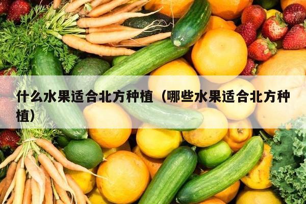 什么水果适合北方种植（哪些水果适合北方种植）