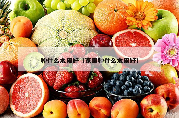 种什么水果好（家里种什么水果好）
