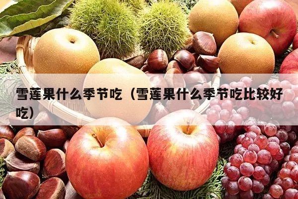 雪莲果什么季节吃（雪莲果什么季节吃比较好吃）