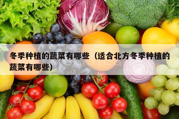 冬季种植的蔬菜有哪些（适合北方冬季种植的蔬菜有哪些）