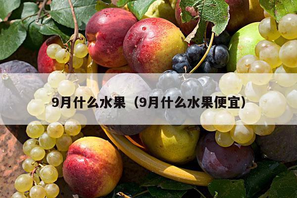 9月什么水果（9月什么水果便宜）