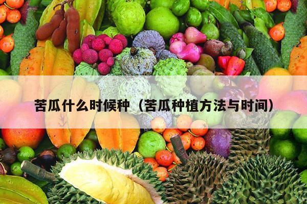 苦瓜什么时候种（苦瓜种植方法与时间）
