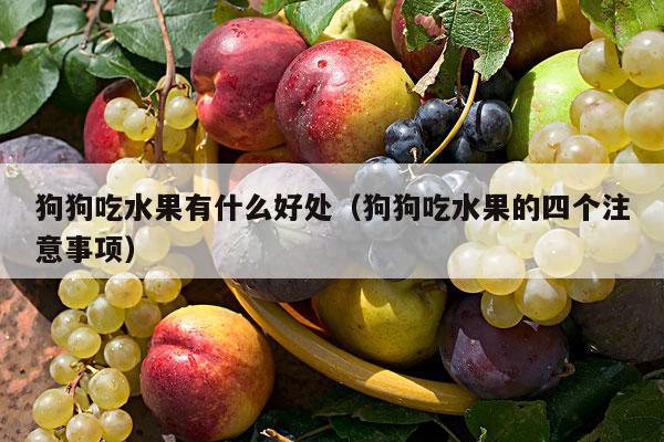 狗狗吃水果有什么好处（狗狗吃水果的四个注意事项）