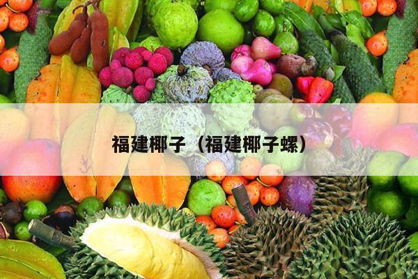 福建椰子（福建椰子螺）