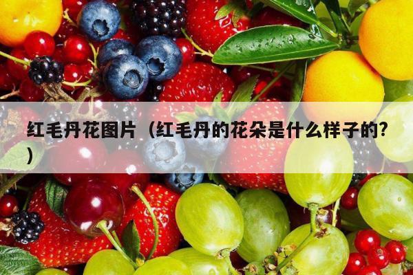 红毛丹花图片（红毛丹的花朵是什么样子的?）