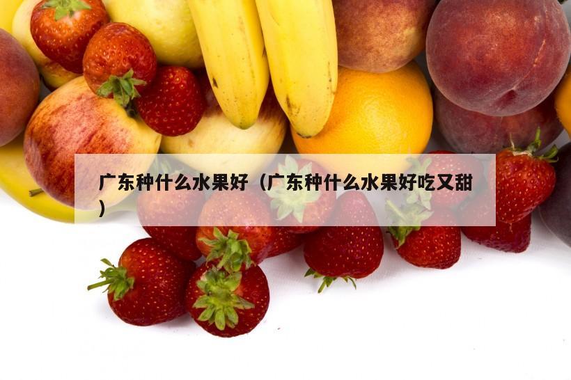 广东种什么水果好（广东种什么水果好吃又甜）