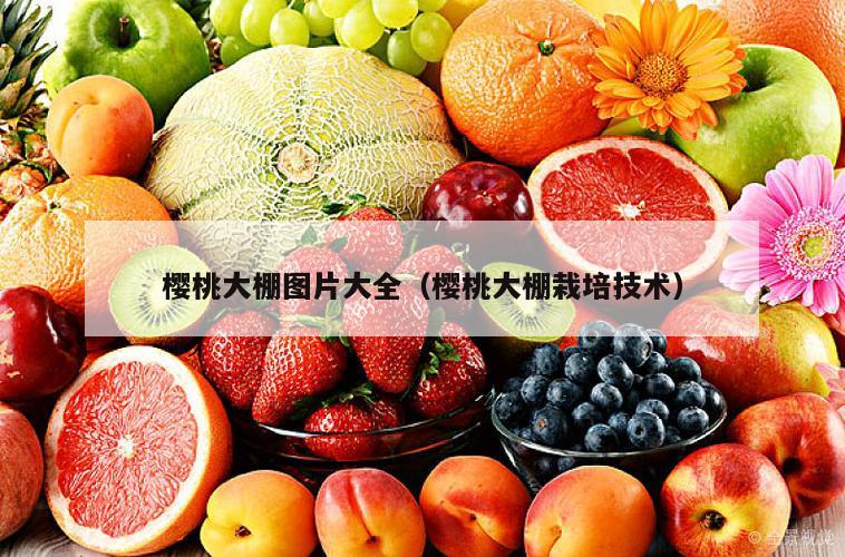 樱桃大棚图片大全（樱桃大棚栽培技术）