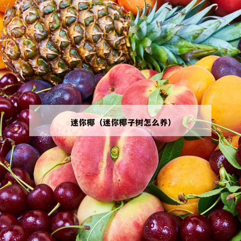 迷你椰（迷你椰子树怎么养）