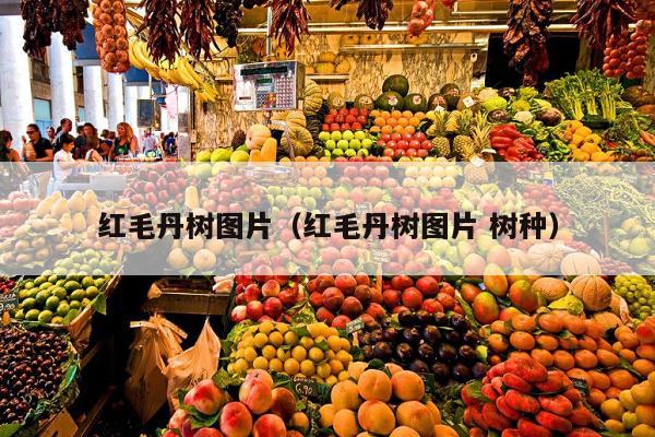 红毛丹树图片（红毛丹树图片 树种）