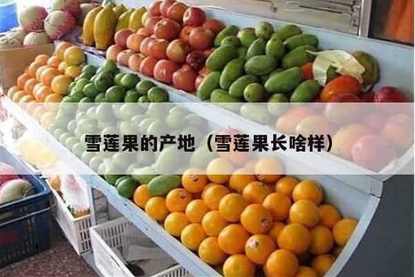 雪莲果的产地（雪莲果长啥样）