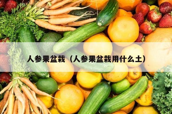 人参果盆栽（人参果盆栽用什么土）
