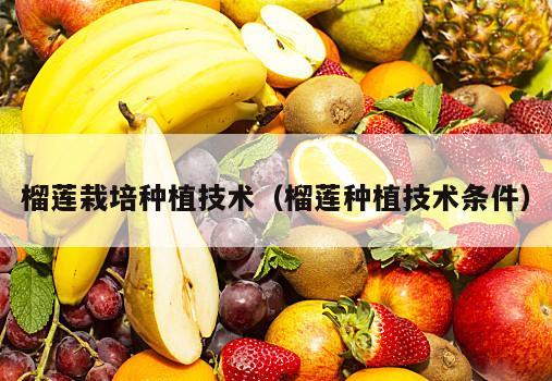 榴莲栽培种植技术（榴莲种植技术条件）