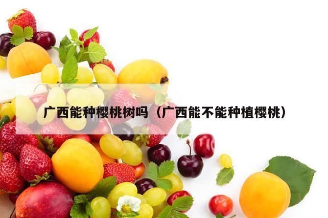 广西能种樱桃树吗（广西能不能种植樱桃）