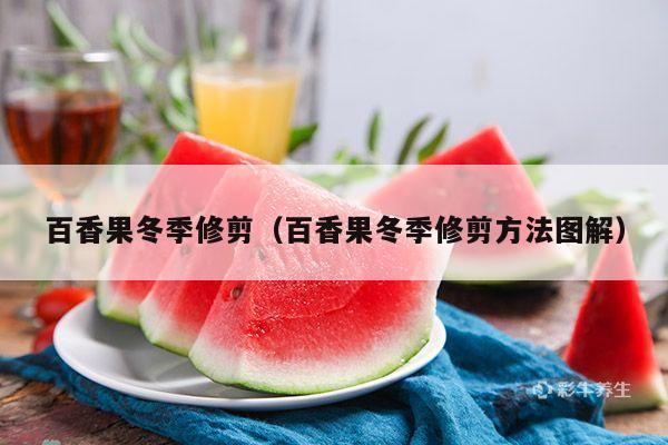 百香果冬季修剪（百香果冬季修剪方法图解）