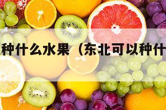 东北可以种什么水果（东北可以种什么水果树）