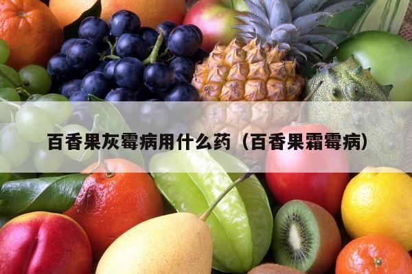 百香果灰霉病用什么药（百香果霜霉病）