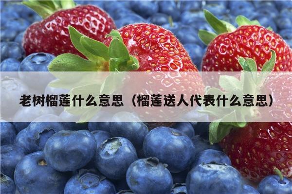 老树榴莲什么意思（榴莲送人代表什么意思）