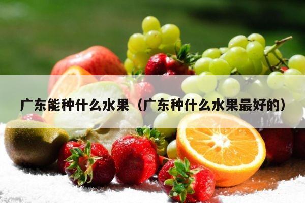 广东能种什么水果（广东种什么水果最好的）