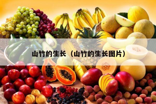 山竹的生长（山竹的生长图片）
