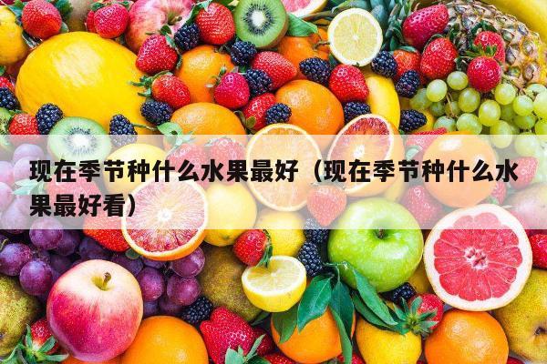 现在季节种什么水果最好（现在季节种什么水果最好看）