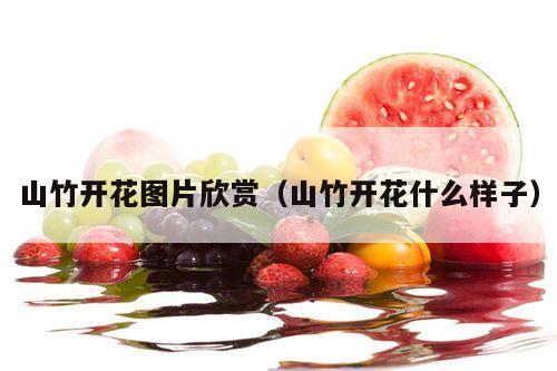 山竹开花图片欣赏（山竹开花什么样子）