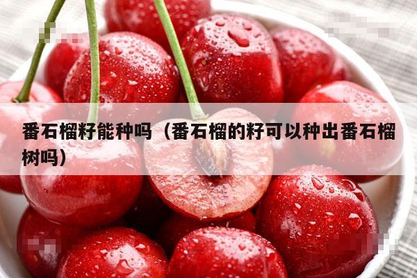 番石榴籽能种吗（番石榴的籽可以种出番石榴树吗）