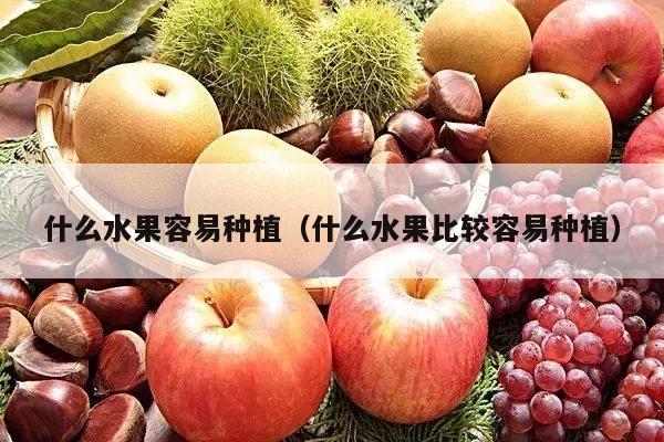 什么水果容易种植（什么水果比较容易种植）