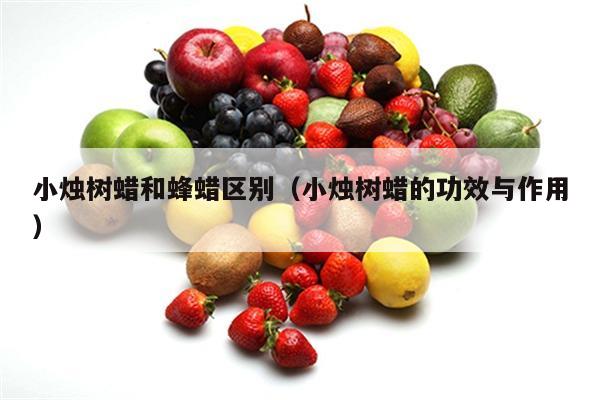 小烛树蜡和蜂蜡区别（小烛树蜡的功效与作用）