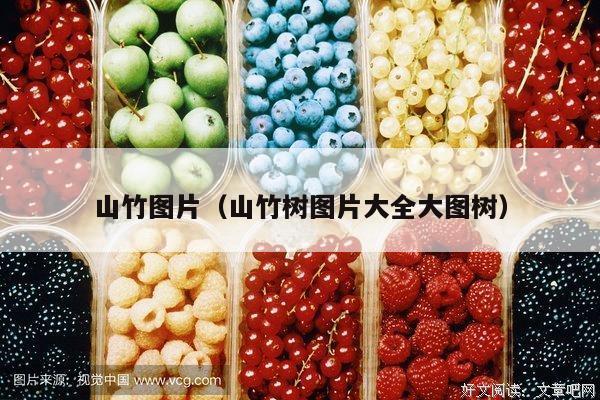 山竹图片（山竹树图片大全大图树）
