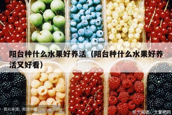 阳台种什么水果好养活（阳台种什么水果好养活又好看）
