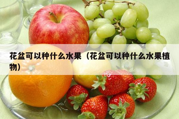 花盆可以种什么水果（花盆可以种什么水果植物）