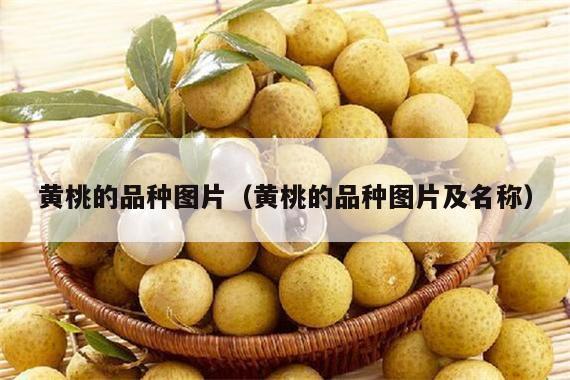 黄桃的品种图片（黄桃的品种图片及名称）