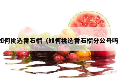 如何挑选番石榴（如何挑选番石榴分公母吗）