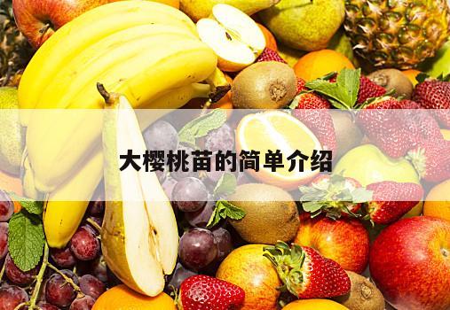 大樱桃苗的简单介绍