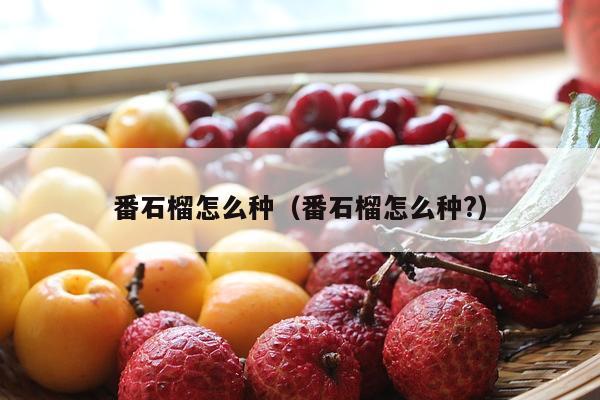 番石榴怎么种（番石榴怎么种?）