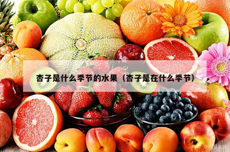 杏子是什么季节的水果（杏子是在什么季节）