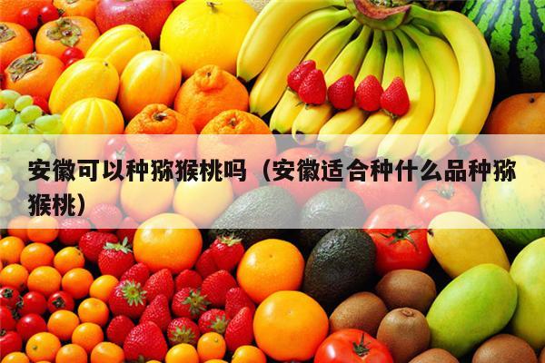 安徽可以种猕猴桃吗（安徽适合种什么品种猕猴桃）