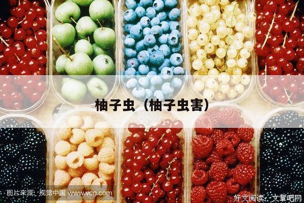 柚子虫（柚子虫害）