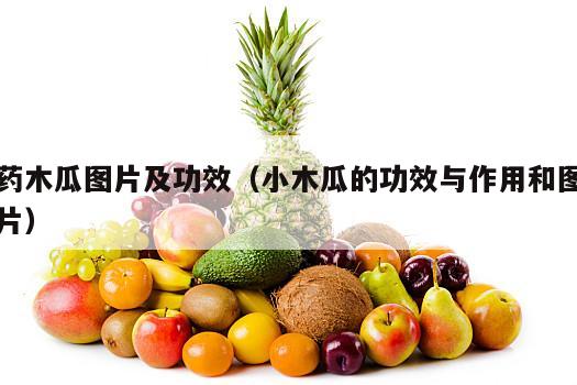 药木瓜图片及功效（小木瓜的功效与作用和图片）