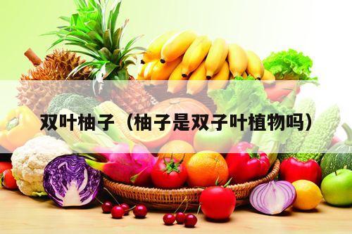 双叶柚子（柚子是双子叶植物吗）