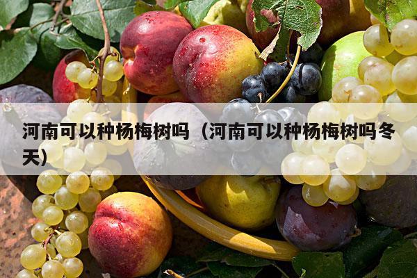 河南可以种杨梅树吗（河南可以种杨梅树吗冬天）