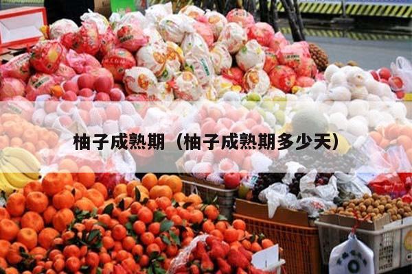 柚子成熟期（柚子成熟期多少天）