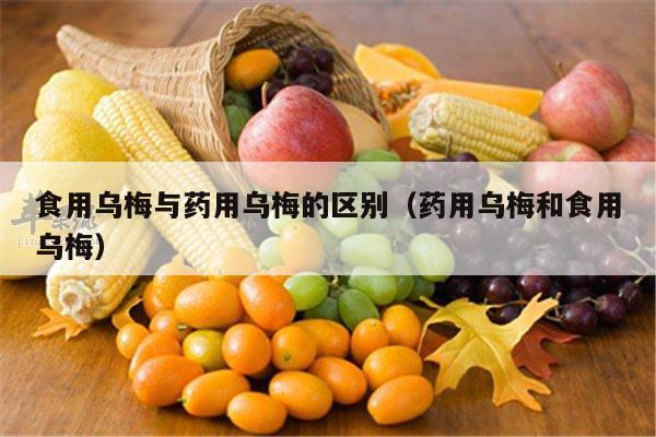 食用乌梅与药用乌梅的区别（药用乌梅和食用乌梅）