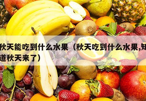 秋天能吃到什么水果（秋天吃到什么水果,知道秋天来了）
