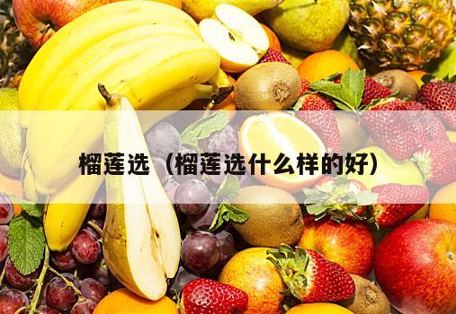榴莲选（榴莲选什么样的好）