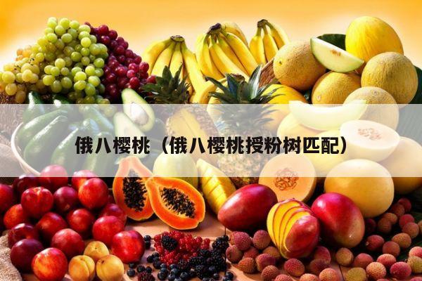 俄八樱桃（俄八樱桃授粉树匹配）