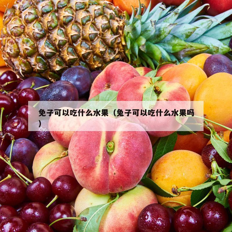 免子可以吃什么水果（兔子可以吃什么水果吗）